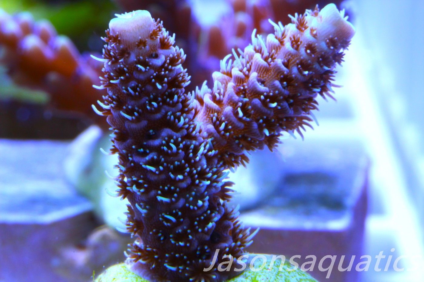 Acropora Millipora (Australian) Frag A Acropora Millipora (Australian) Frag A