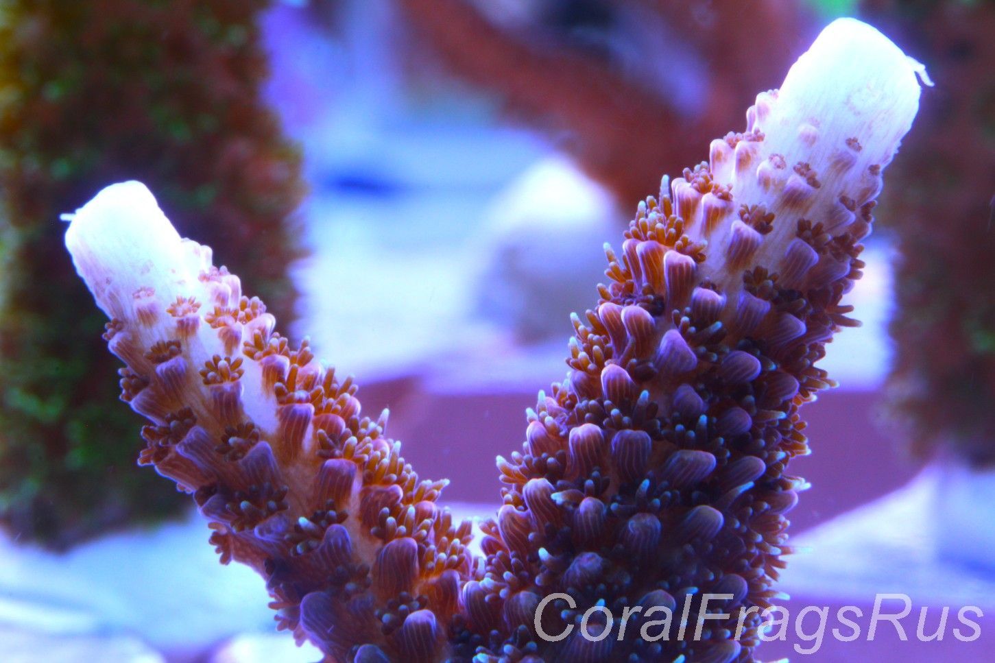 Acropora,Pink with Pale blue/White tips Acropora,Pink with Pale blue/White tips