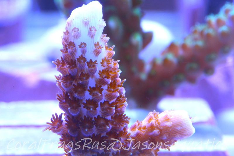 Acropora, Pink with Pale Blue/White Tips Frag A