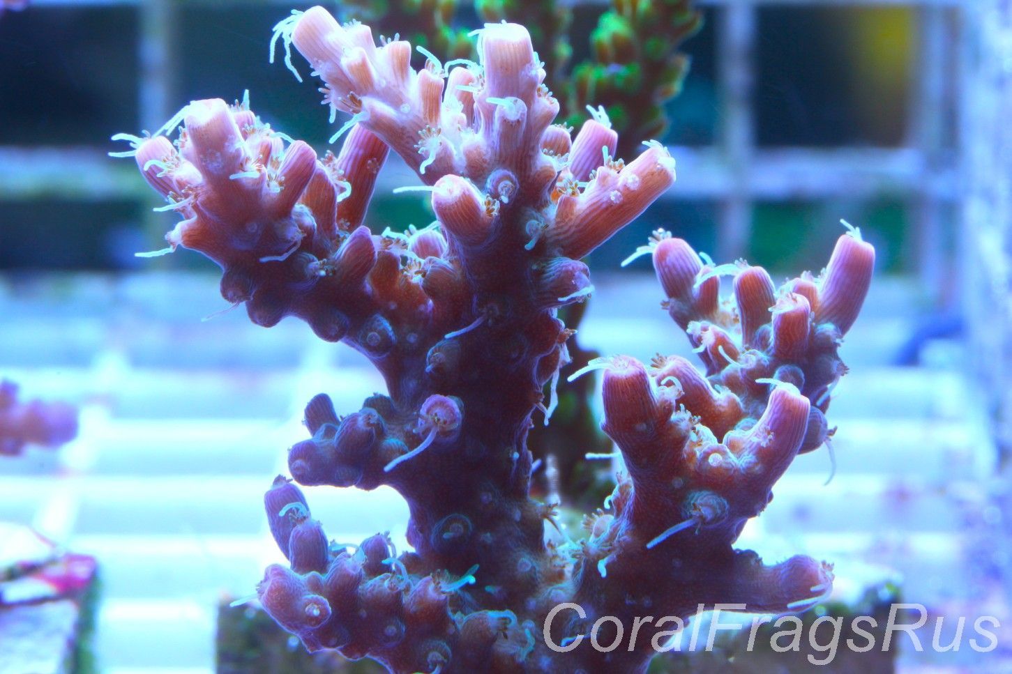 Acropora Pinky The Bear