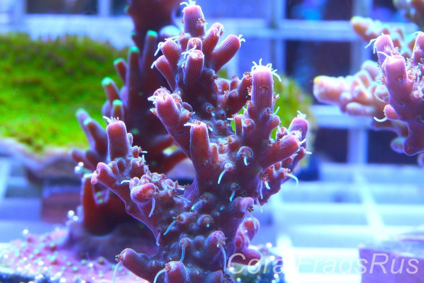 Acropora Pinky The Bear Frag A