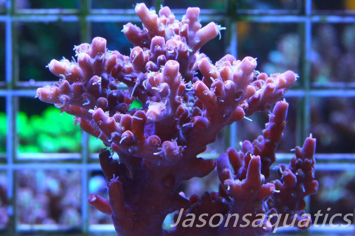 Acropora Pinky The Bear, Micro colony Frag A Acropora Pinky The Bear, Micro colony Frag A