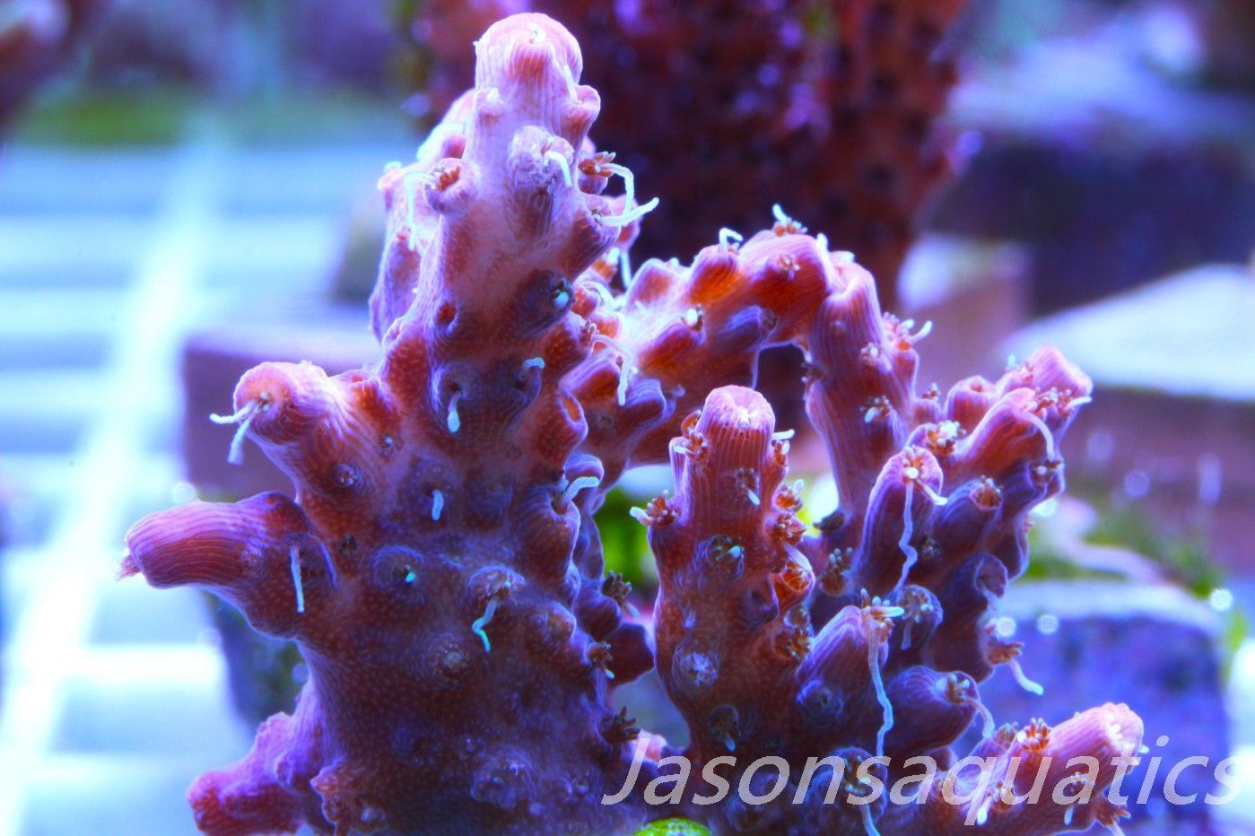Acropora Pinky The Bear, Frag A
