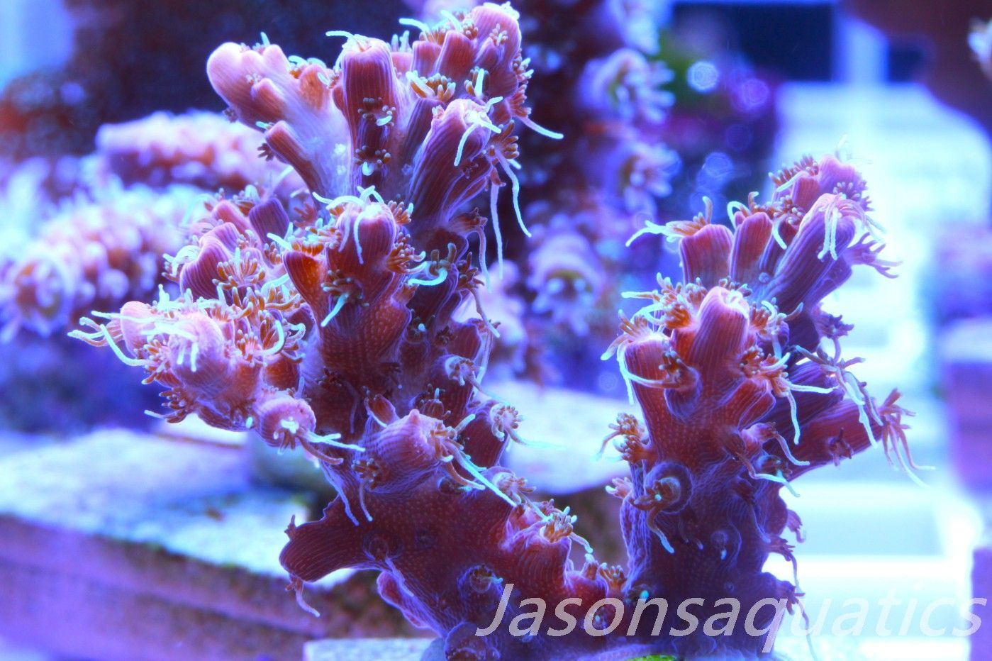 Acropora Pinky The Bear, Frag A Acropora Pinky The Bear, Frag A