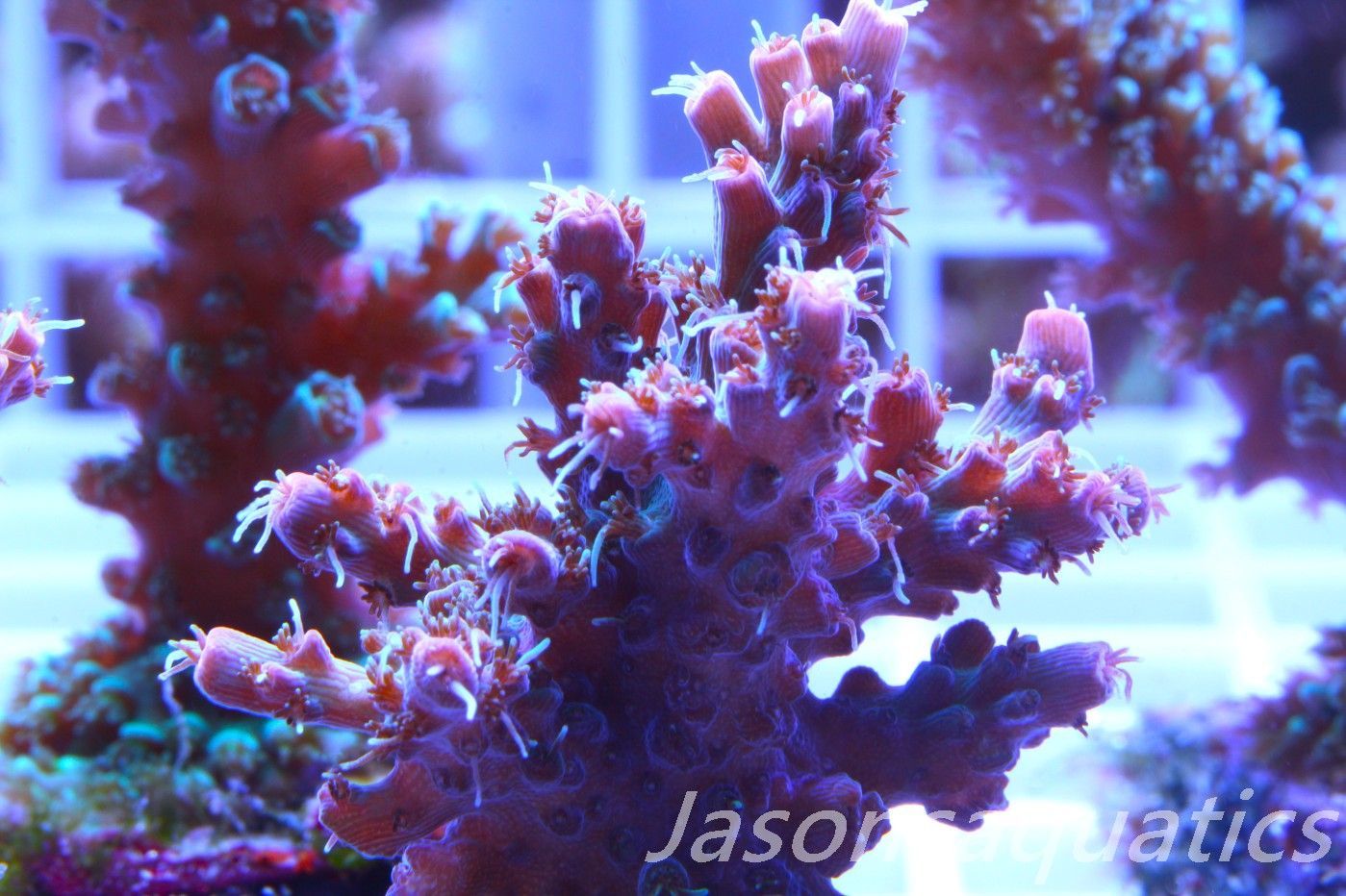 Acropora Pinky The Bear, Frag A Acropora Pinky The Bear, Frag A