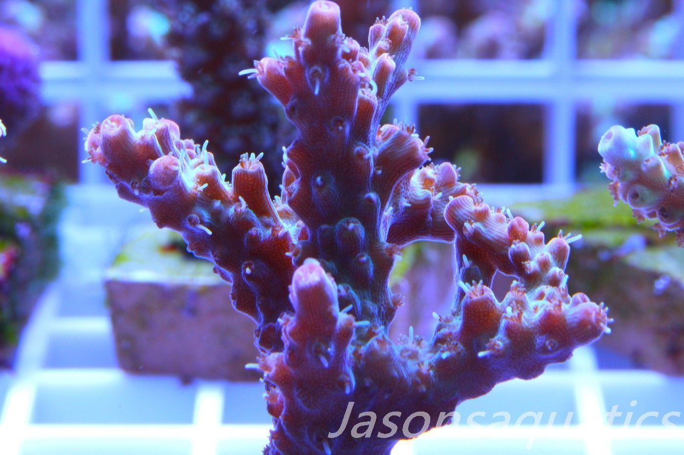 Acropora Pinky The Bear, Frag A