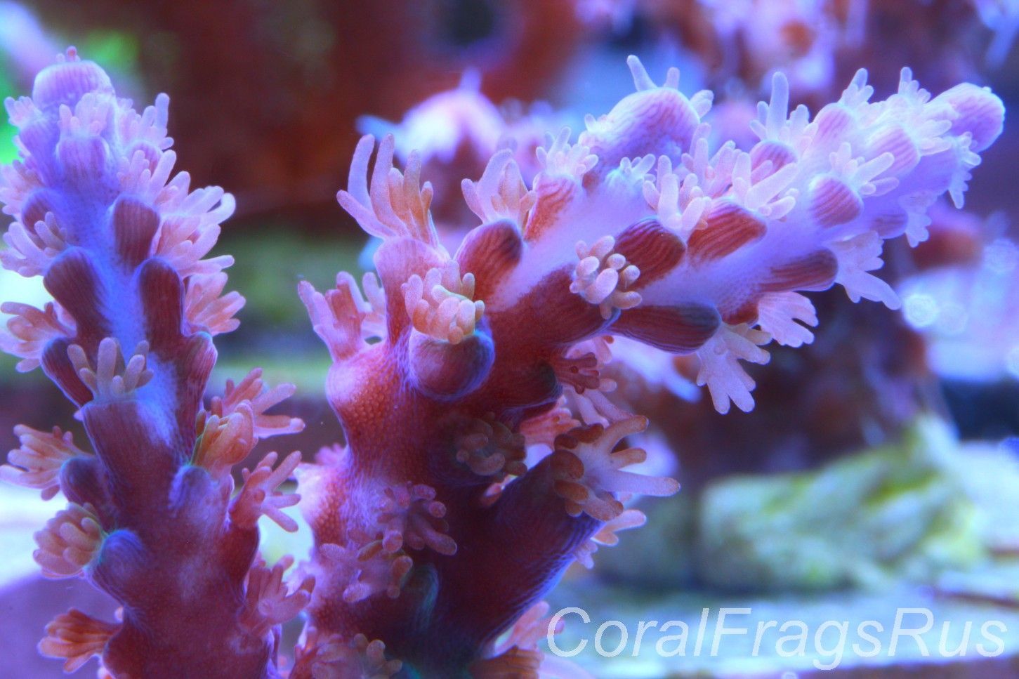 Acropora Plana