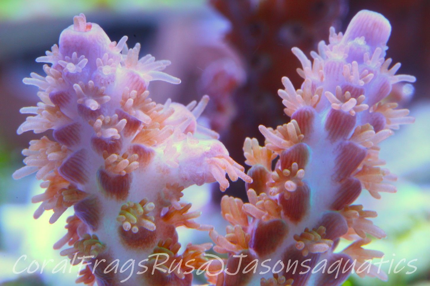 Acropora Plana Frag A
