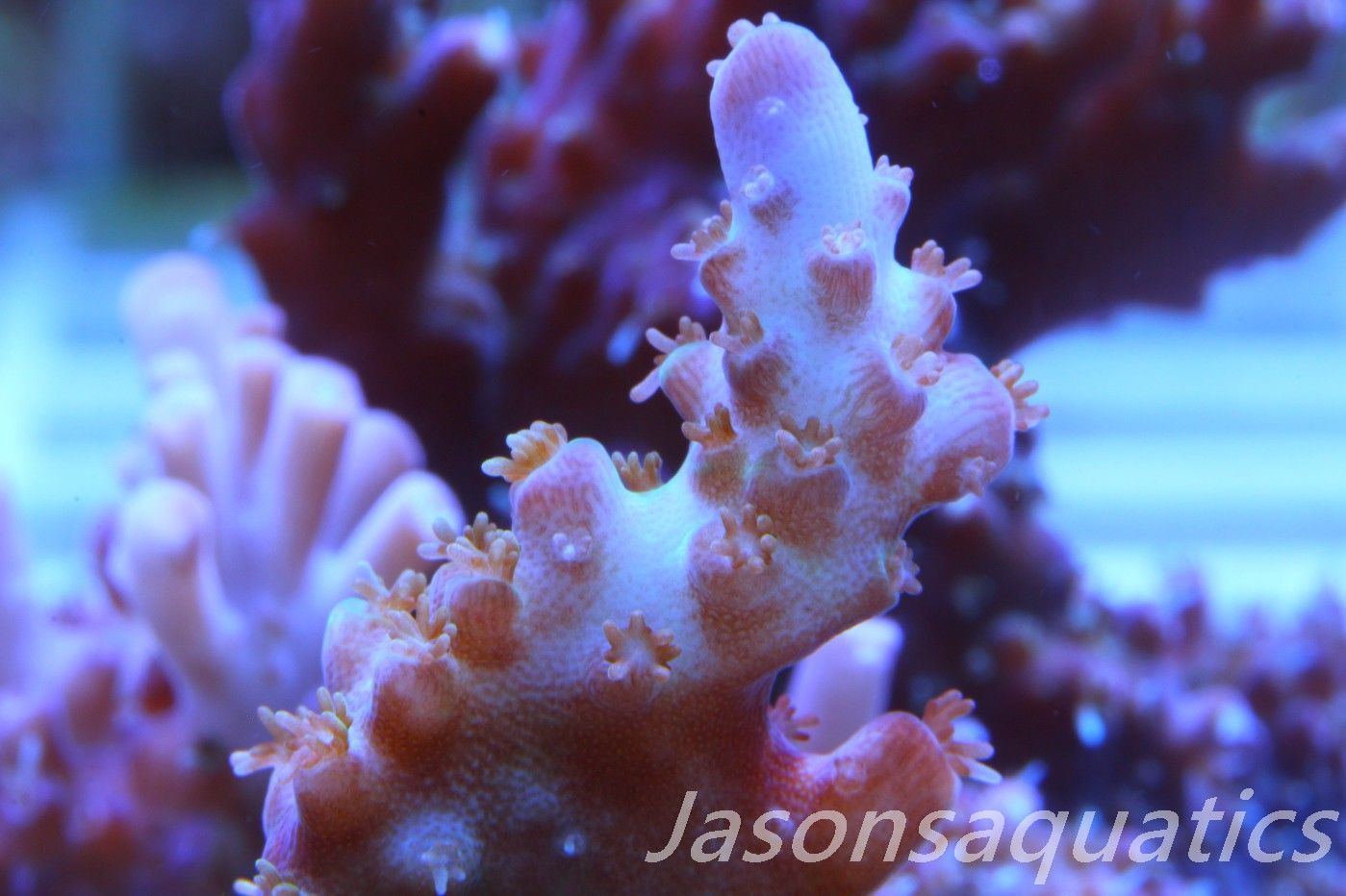 Acropora Plana Frag A