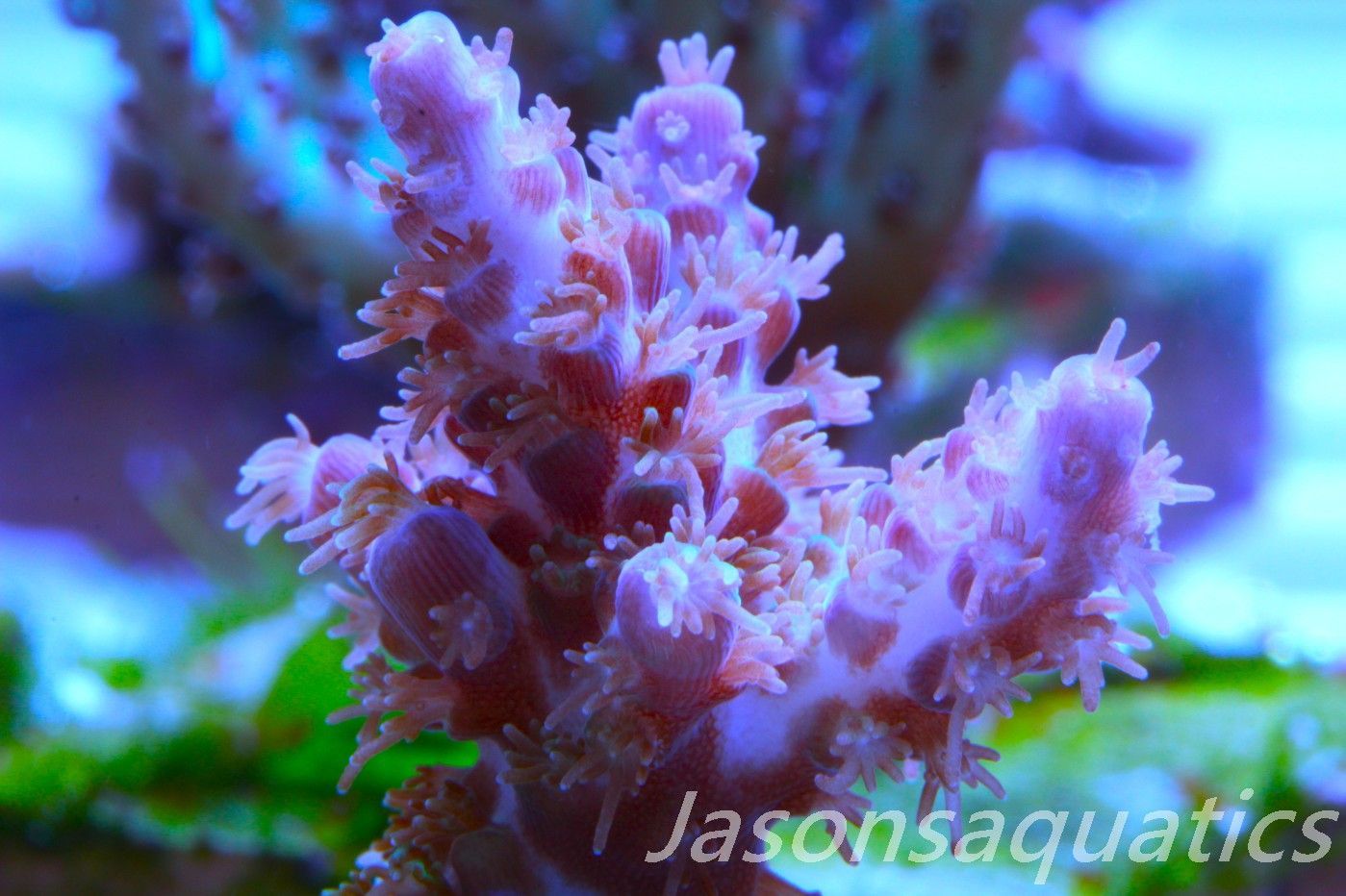 Acropora Plana Frag A Acropora Plana Frag A