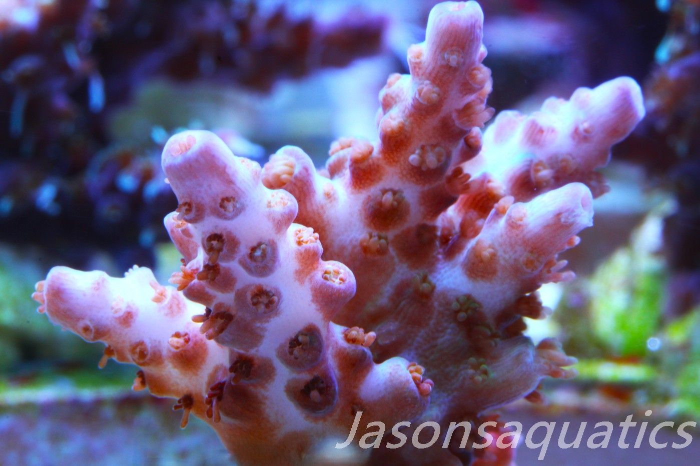 Acropora Plana Frag A Acropora Plana Frag A