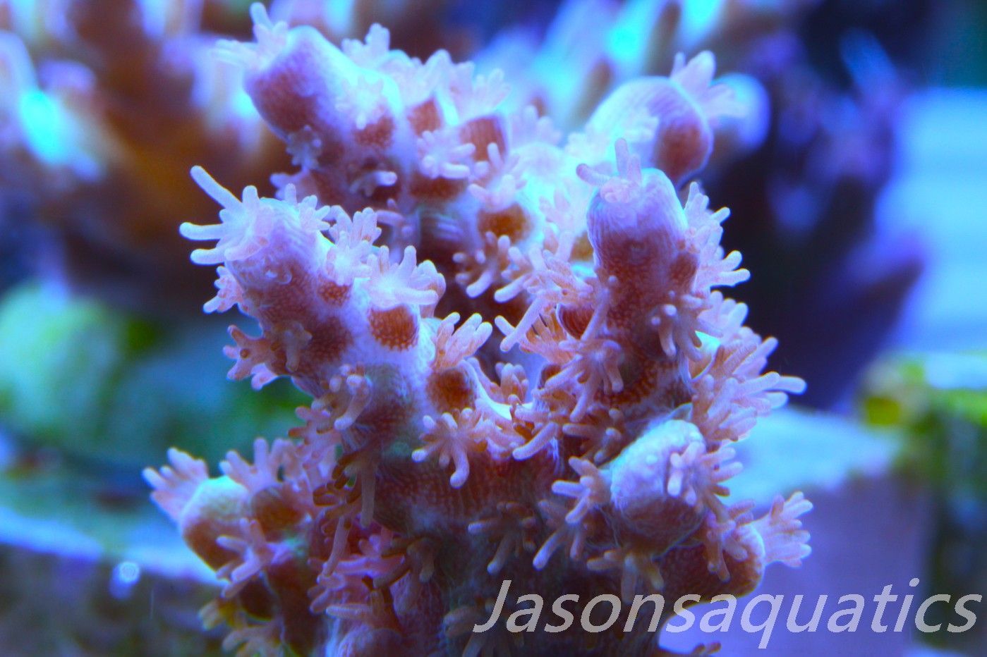 Acropora Plana Frag A Acropora Plana Frag A