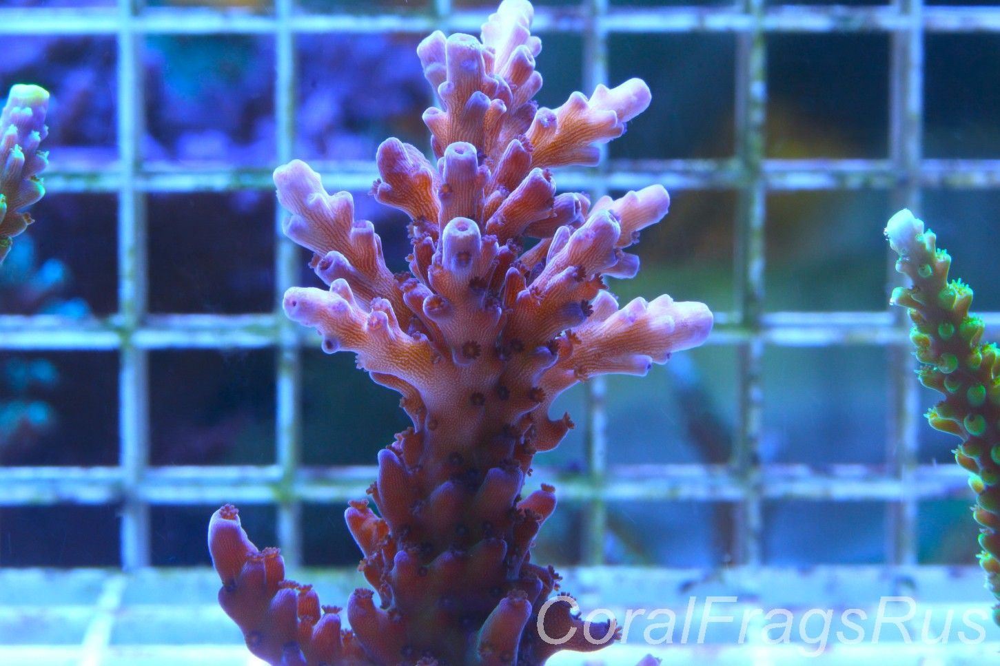 Acropora purple polyps