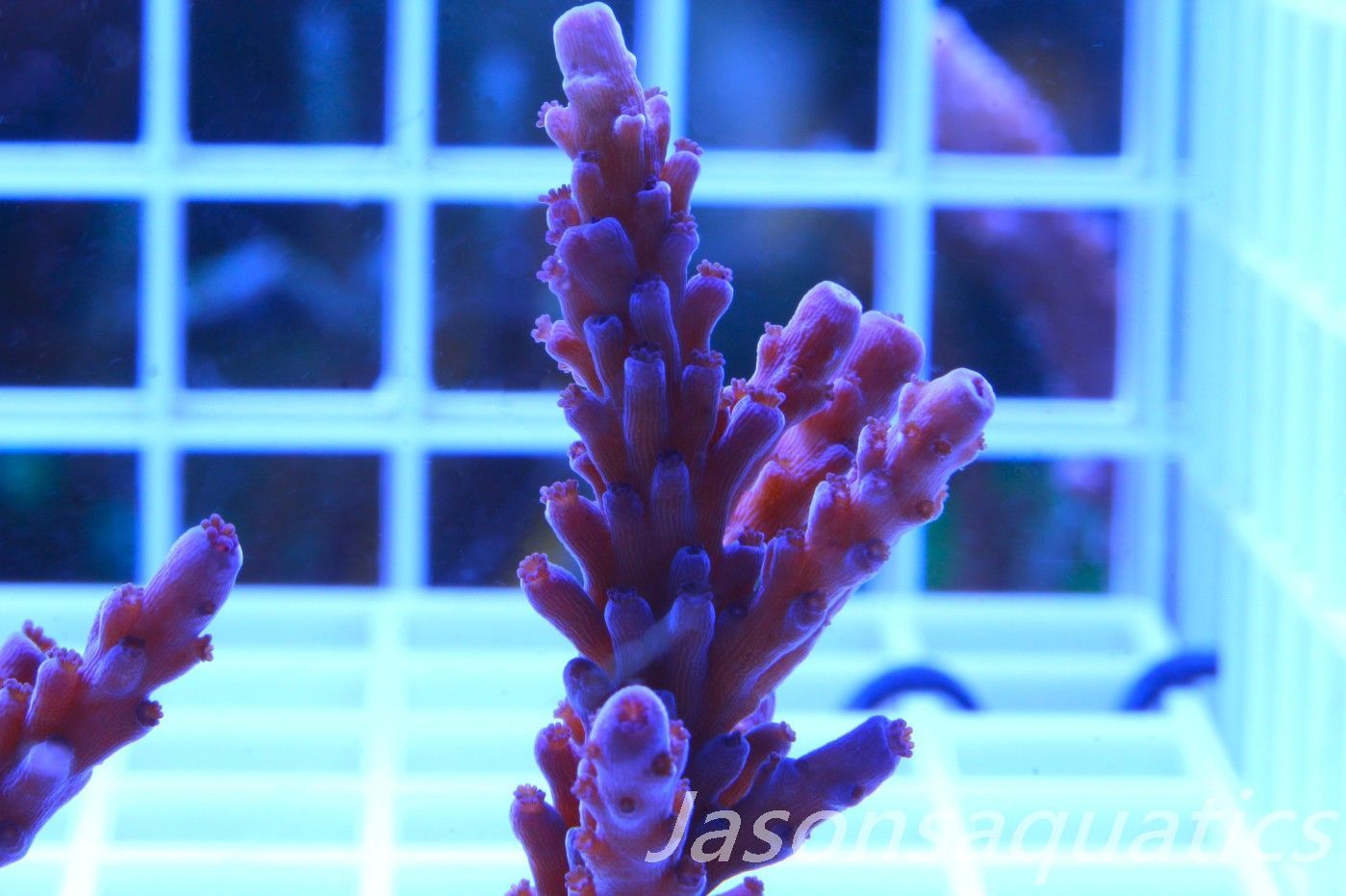 Acropora Purple Polyps Frag A