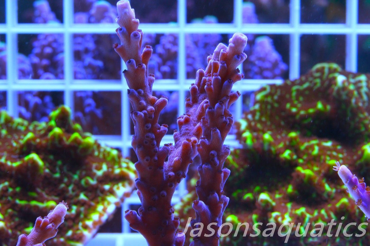 Acropora Purple Polyps Frag A