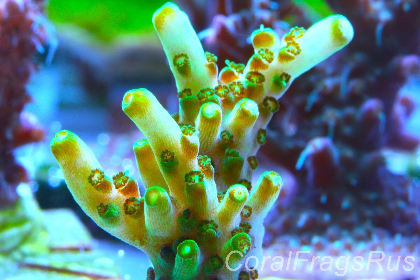 Acropora solitaryensis