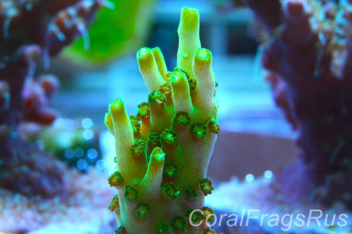 Acropora Solitaryensis Frag A