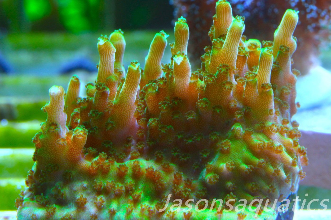 Acropora Solitaryensis Frag A