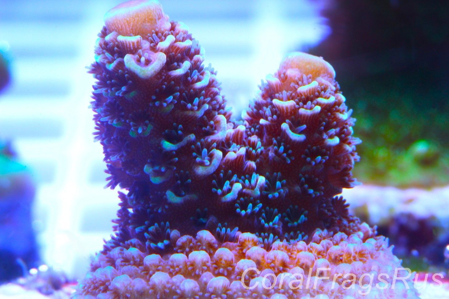 Acropora Spathulata (Australian)