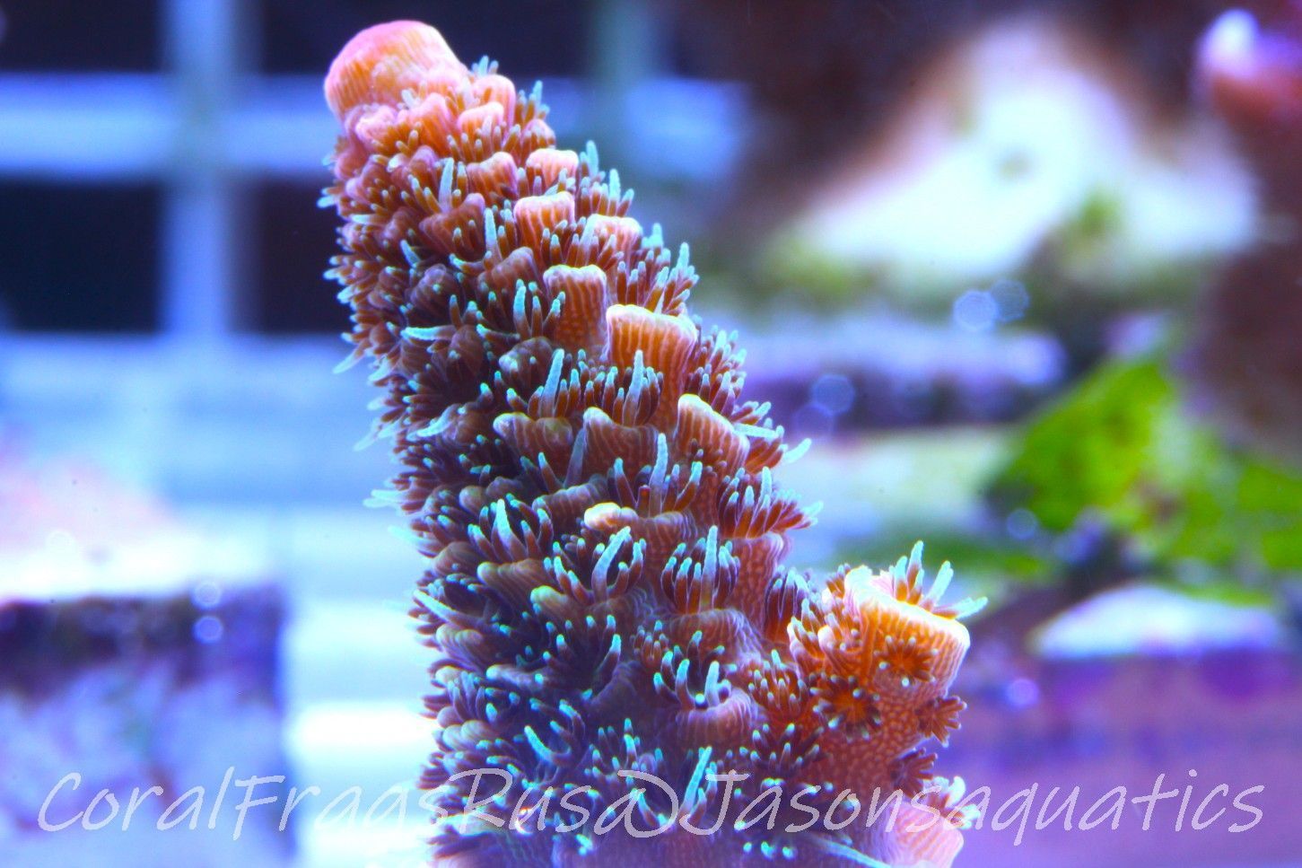 Acropora Spathulata (Australian) Frag A