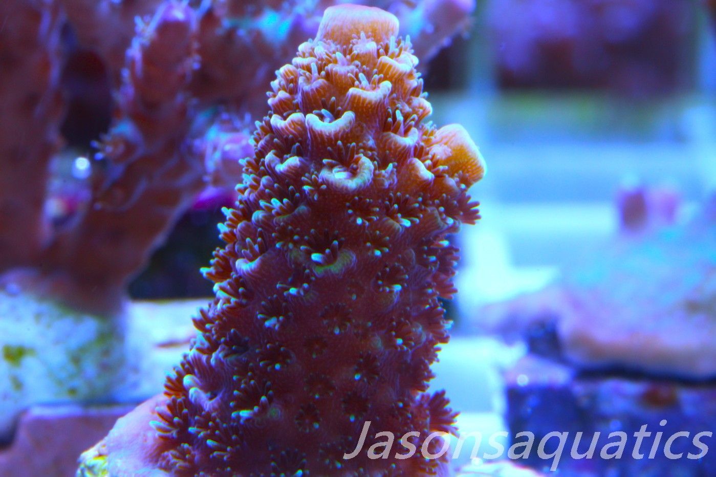 Acropora Spathulata (Australian) Frag A