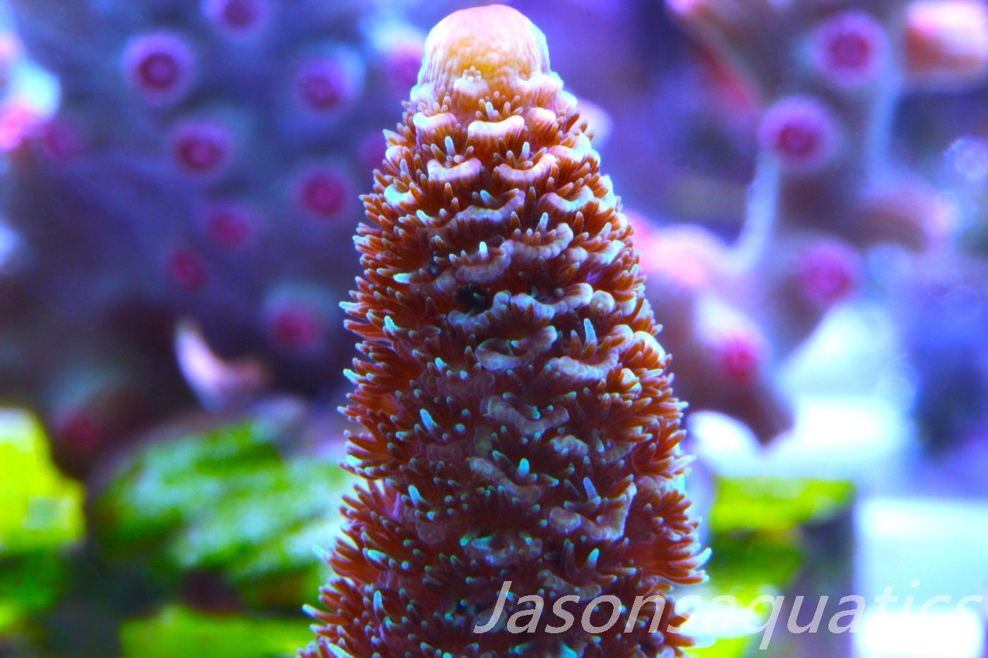 Acropora Spathulata (Australian) Frag A