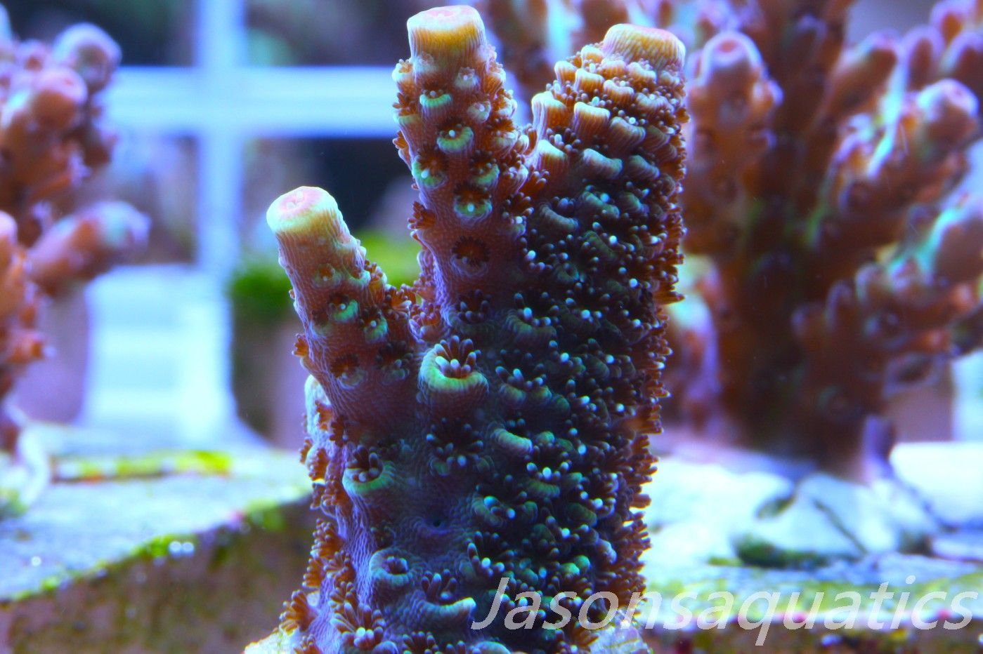 Acropora Spathulata (Australian) Frag A