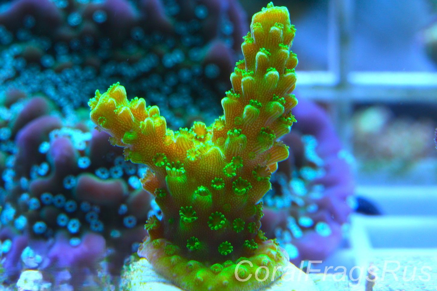 Acropora, True Bali Slimer