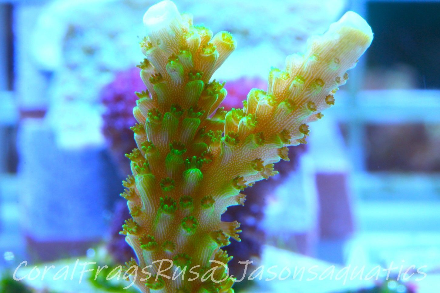 Acropora, True Bali Slimer Frag A