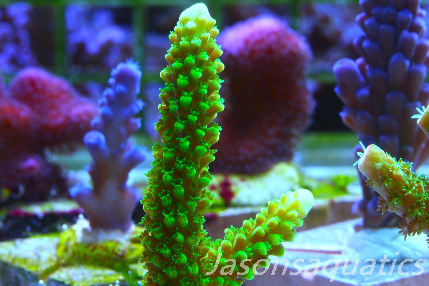 Acropora, True Bali Slimer Frag A