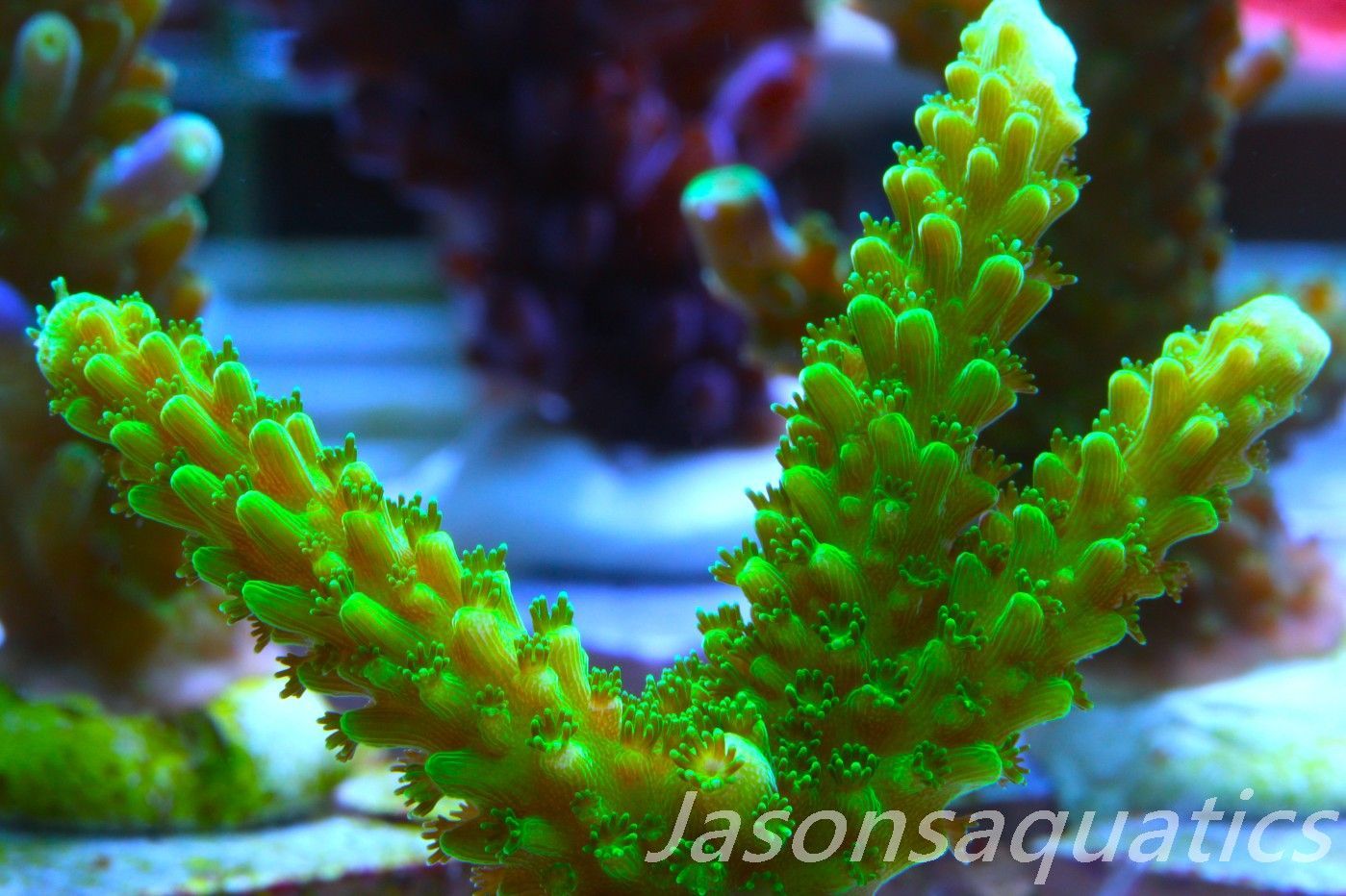 Acropora, True Bali Slimer Frag A
