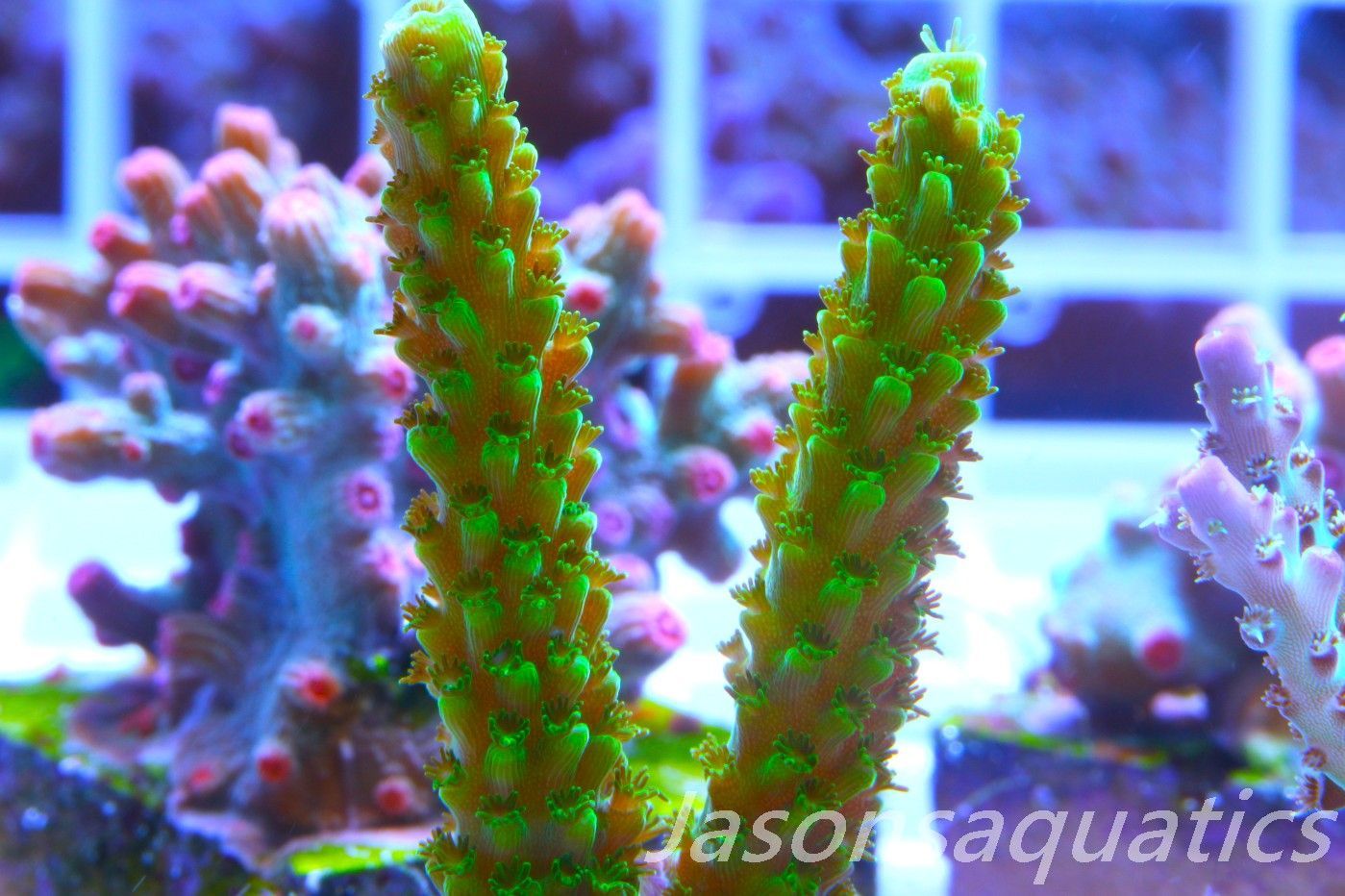 Acropora, True Bali Slimer Frag A