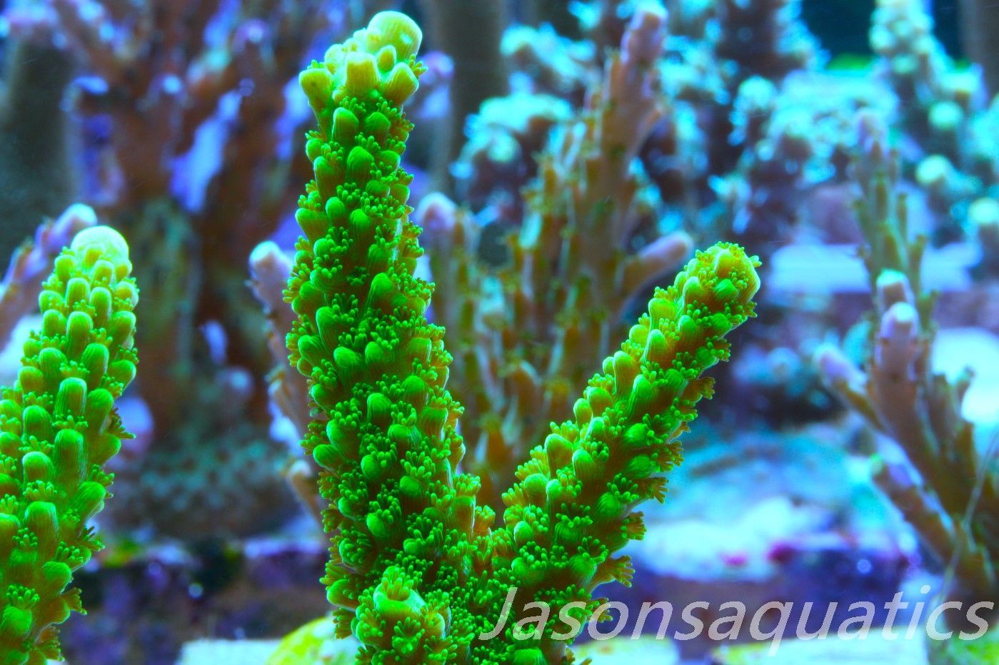 Acropora, True Bali Slimer Frag A