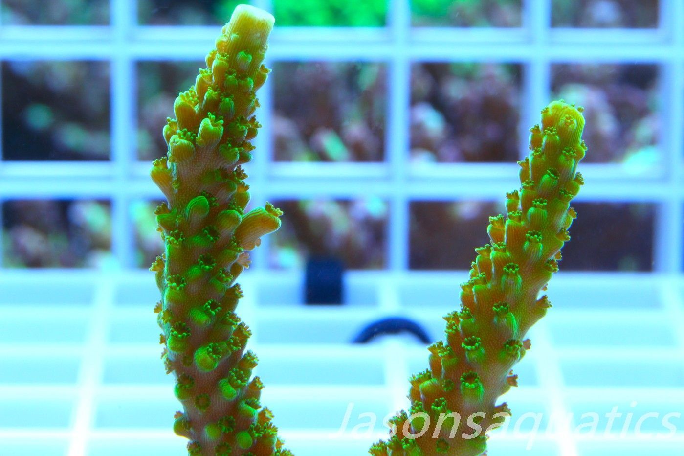 Acropora, True Bali Slimer Frag A