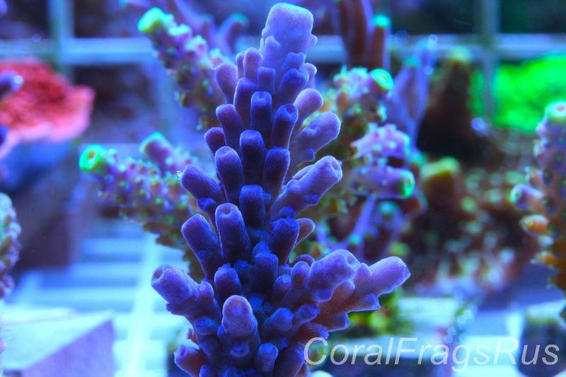 Acropora (WWC yellow tip)