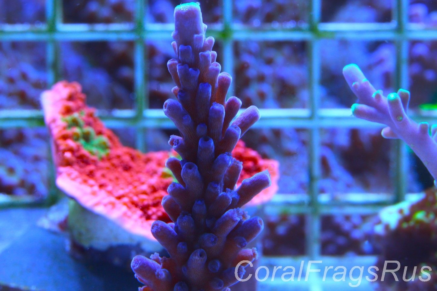 Acropora WWC Yellow Tip Frag A