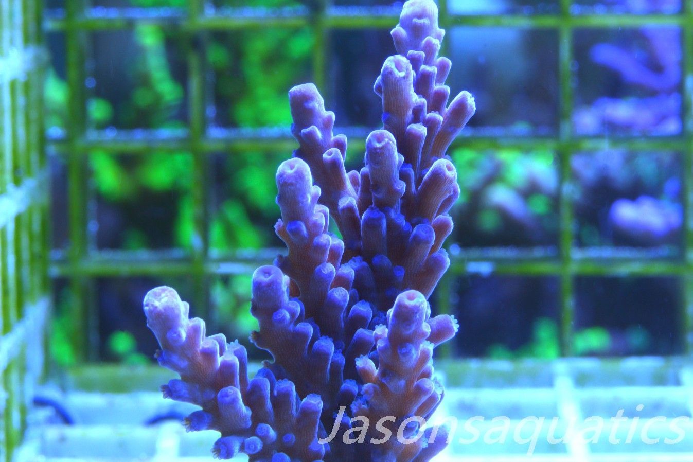Acropora WWC Yellow Tip Frag A