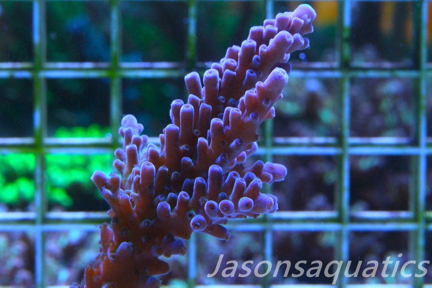Acropora WWC Yellow Tip (Micro Colony) Frag A