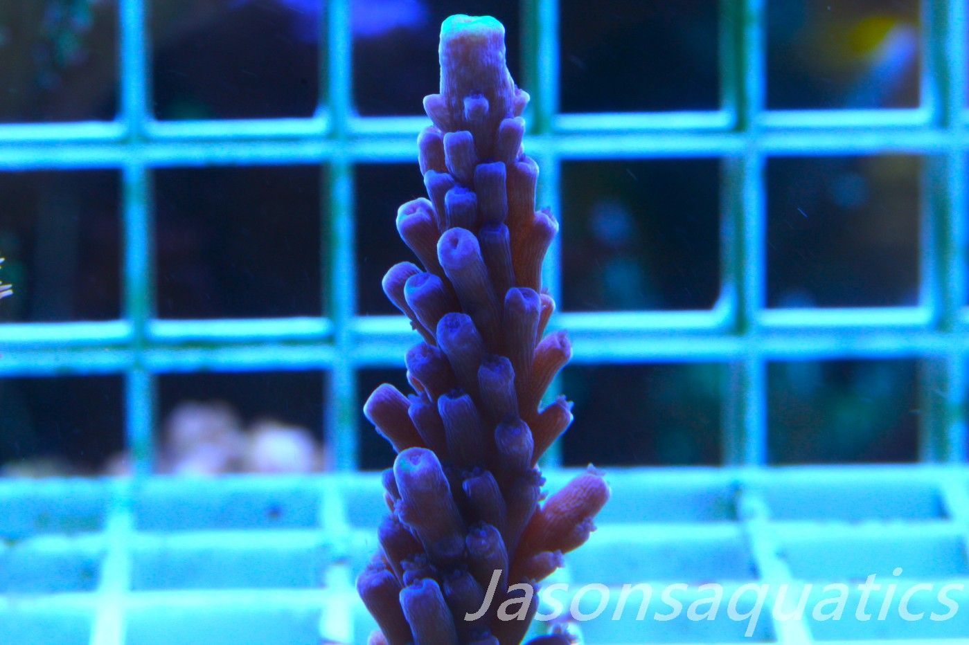 Acropora WWC Yellow Tip, Frag A Acropora WWC Yellow Tip, Frag A