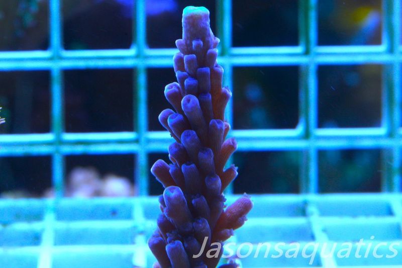 Acropora WWC Yellow Tip, Frag A