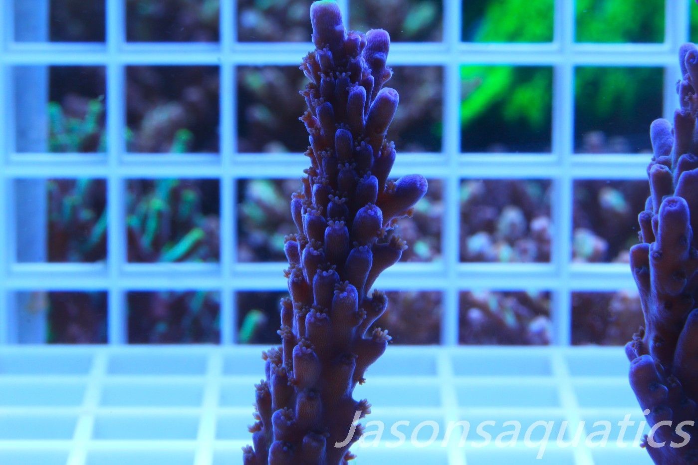 Acropora WWC Yellow Tip, Frag A Acropora WWC Yellow Tip, Frag A