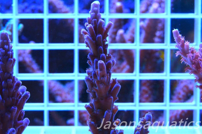 Acropora WWC Yellow Tip, Frag A