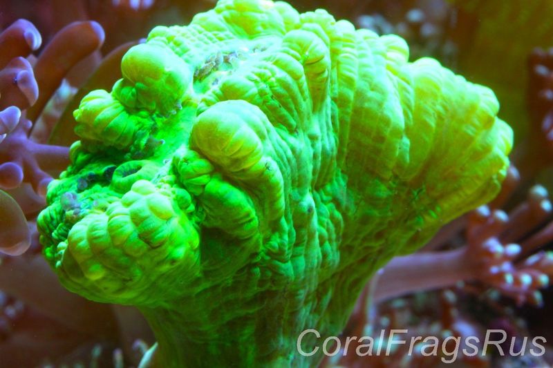 Caulastrea,Neon Green Candycane