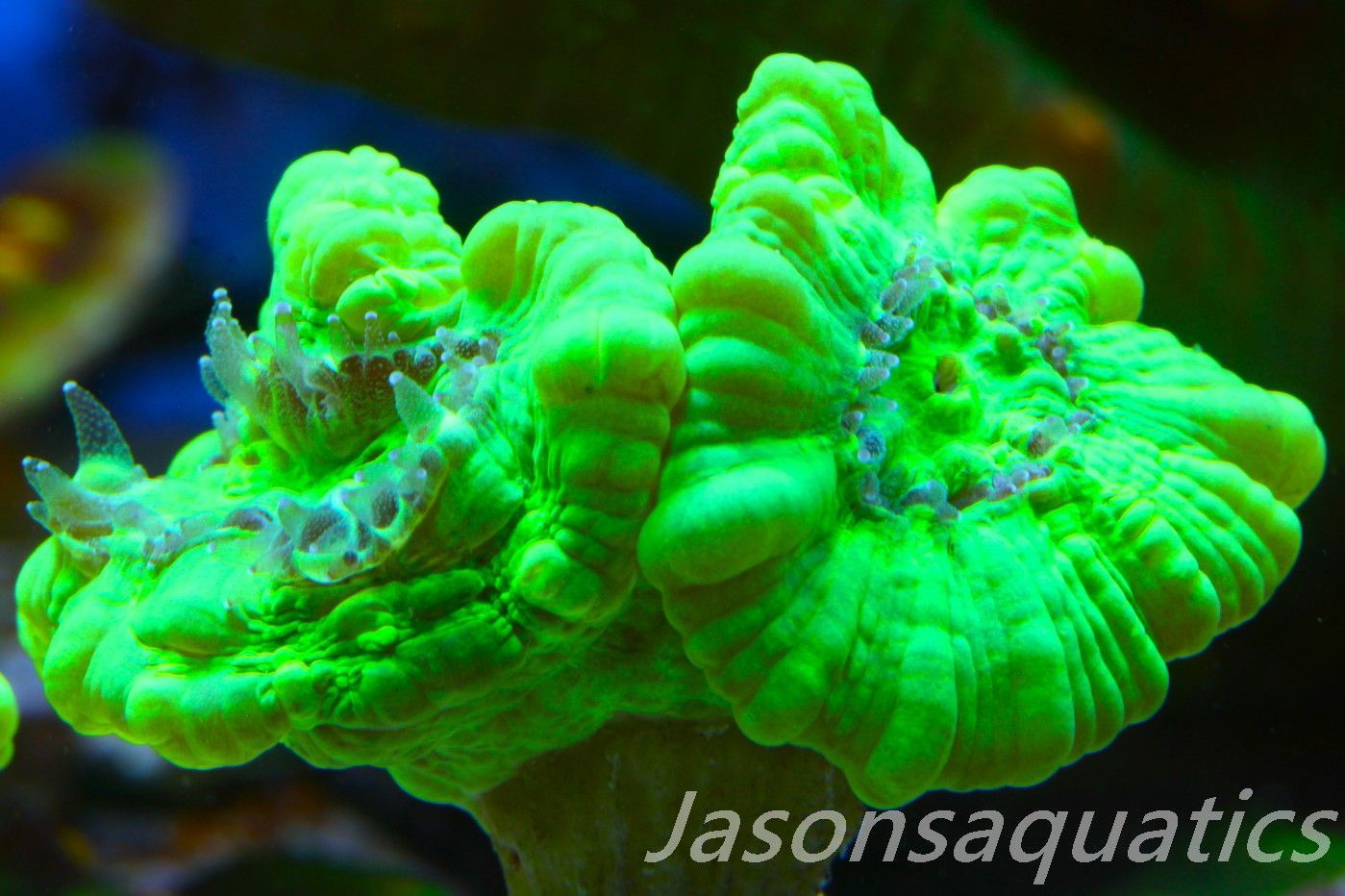 Caulastrea, Neon Green Candycane Frag A Caulastrea, Neon Green Candycane Frag A