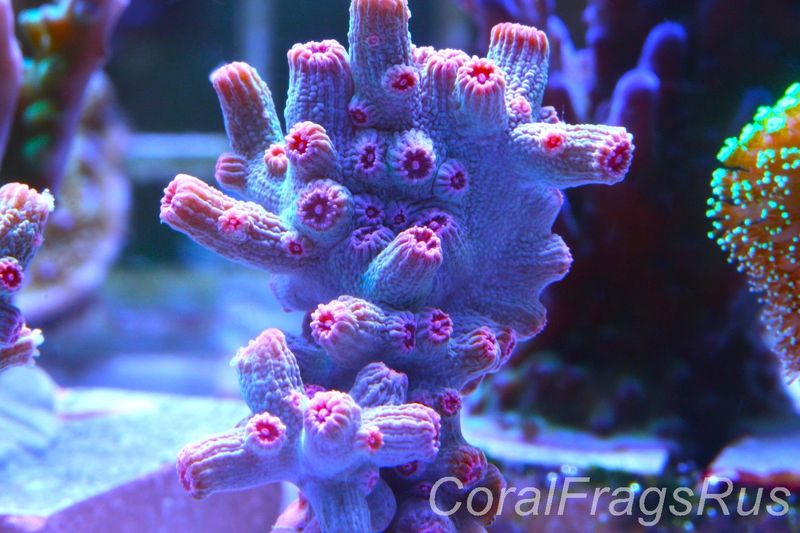 Cyphastrea Branching pink Cyphastrea