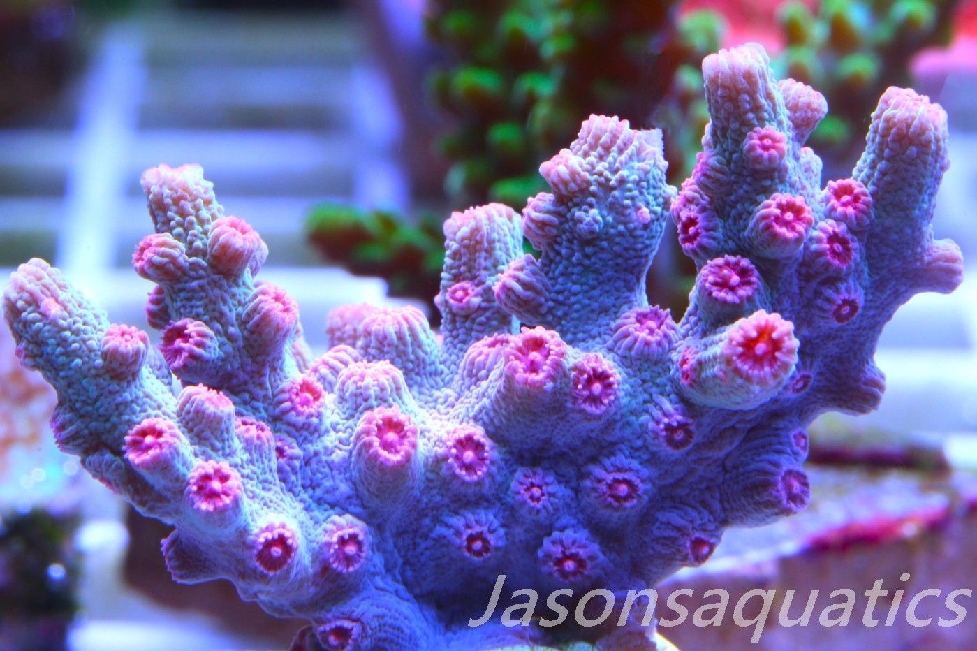 Cyphastrea Branching Pink Cyphastrea Frag A Cyphastrea Branching Pink Cyphastrea Frag A