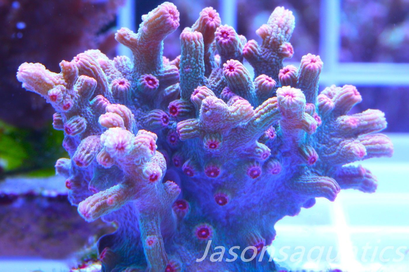 Cyphastrea Branching Pink Cyphastrea Frag A Cyphastrea Branching Pink Cyphastrea Frag A