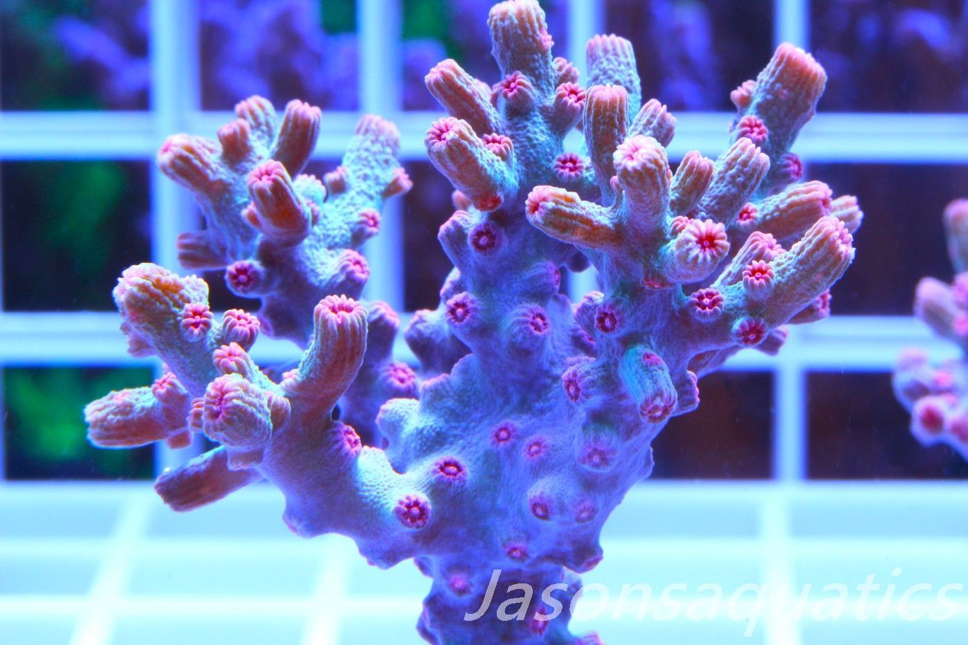 Cyphastrea Branching Pink Cyphastrea (Large Frag) Frag A