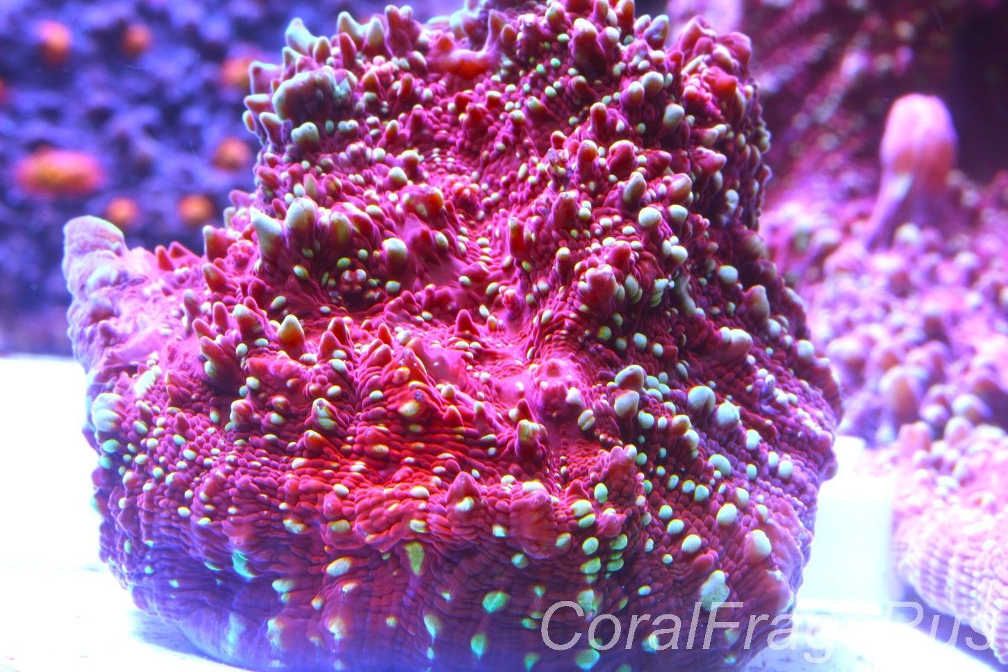 Echinophyllia,Jason Fox Gold Meister Chalice Echinophyllia,Jason Fox Gold Meister Chalice