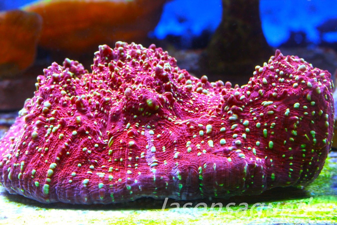 Echinophyllia, Jason Fox Gold Meister Chalice, Small colony Frag A Echinophyllia, Jason Fox Gold Meister Chalice, Small colony Frag A